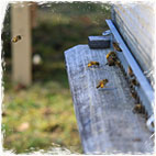 Graines d'apiculteurs